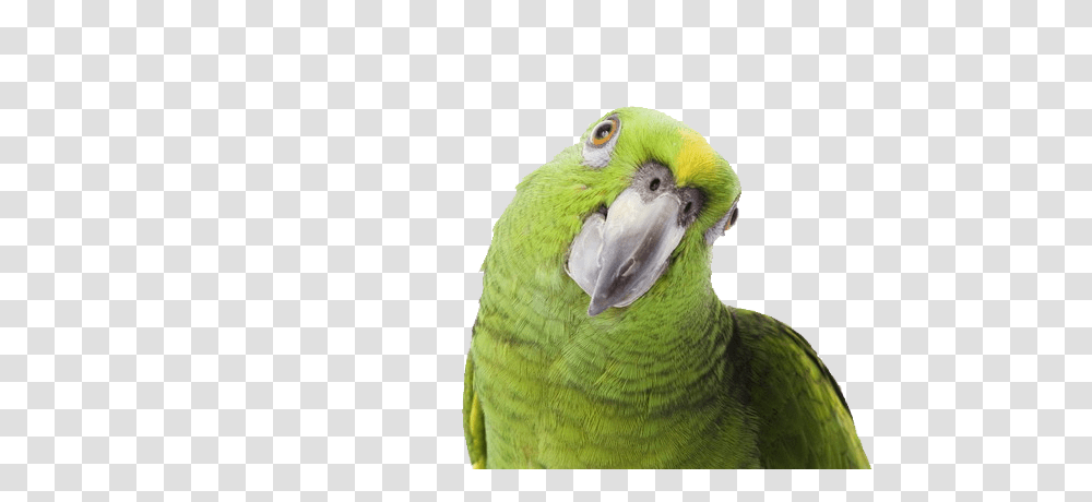 Parrot, Animals, Bird, Macaw, Beak Transparent Png