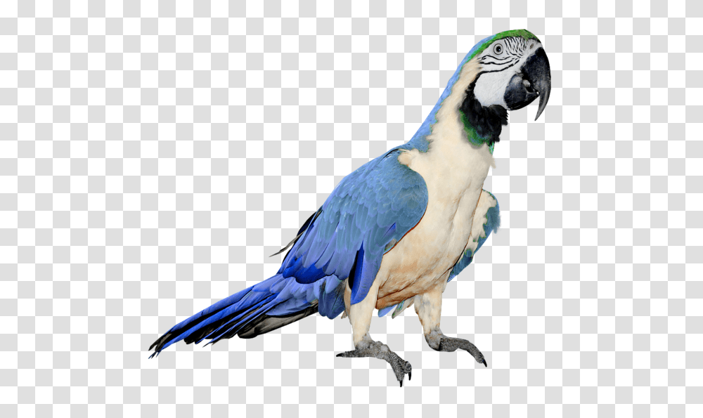 Parrot, Animals, Bird, Macaw, Beak Transparent Png