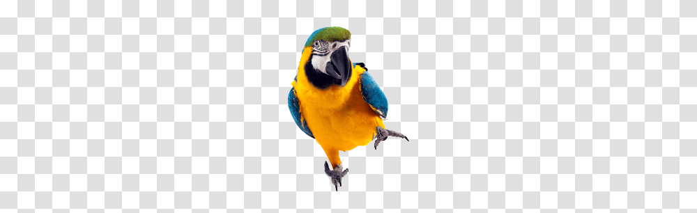 Parrot, Animals, Bird, Macaw, Beak Transparent Png