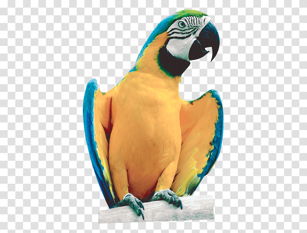 Parrot, Animals, Bird, Macaw, Beak Transparent Png