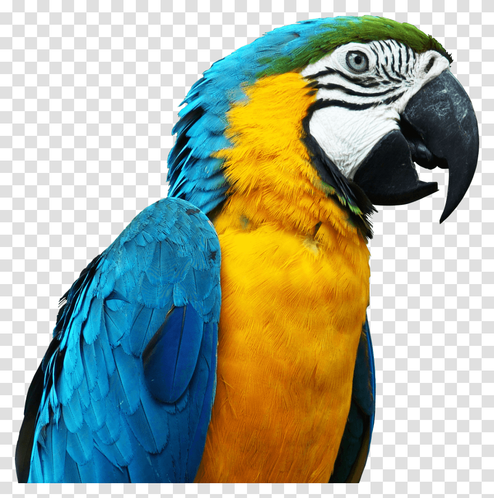 Parrot, Animals, Bird, Macaw, Beak Transparent Png