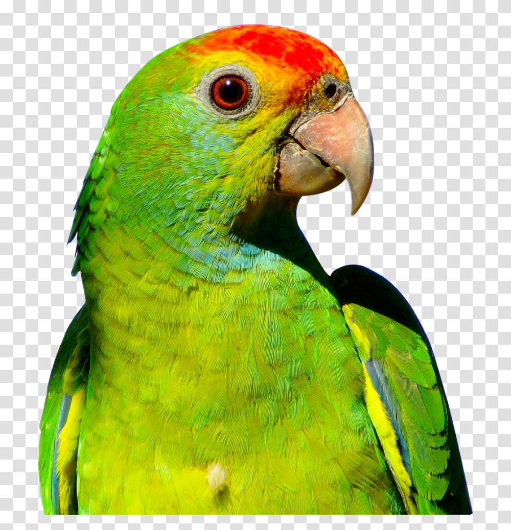 Parrot, Animals, Bird, Macaw, Beak Transparent Png