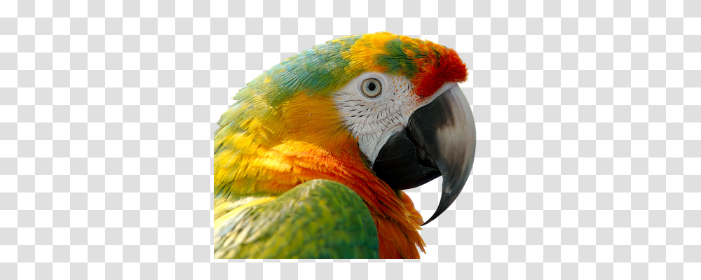 Parrot, Animals, Bird, Macaw, Beak Transparent Png