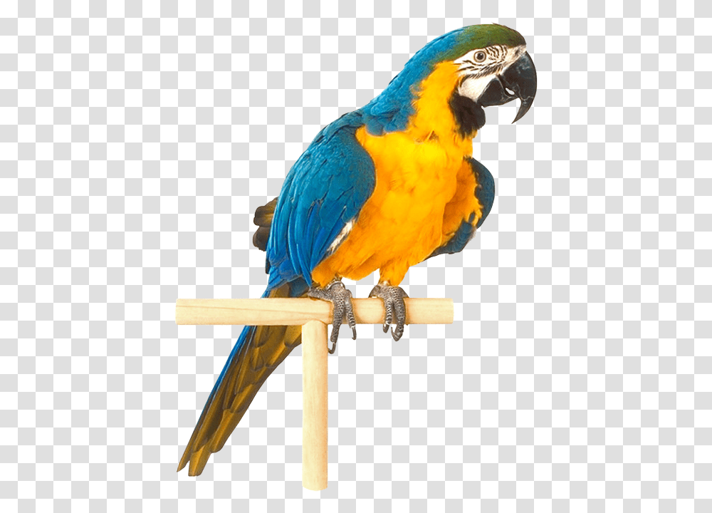 Parrot, Animals, Bird, Macaw, Chicken Transparent Png