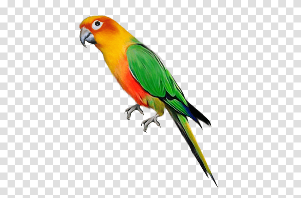 Parrot, Animals, Bird, Macaw, Parakeet Transparent Png