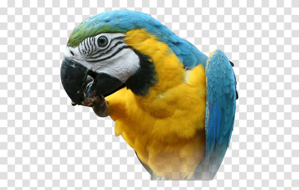 Parrot, Animals, Bird, Macaw Transparent Png