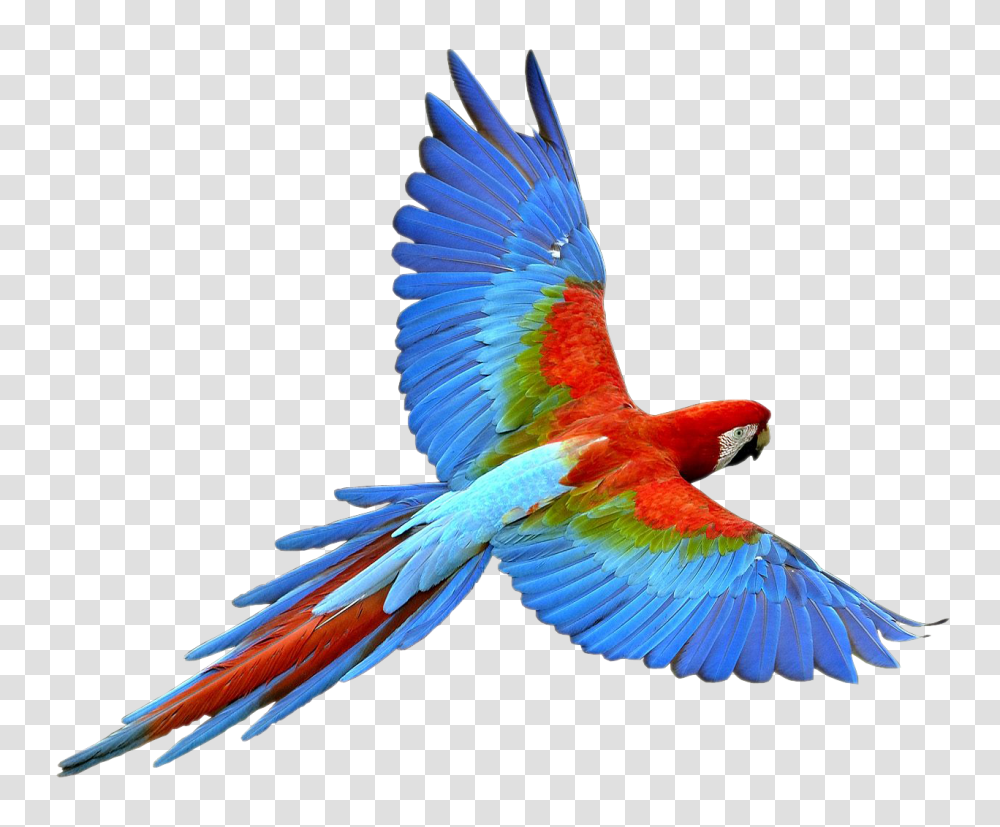 Parrot, Animals, Bird, Macaw Transparent Png