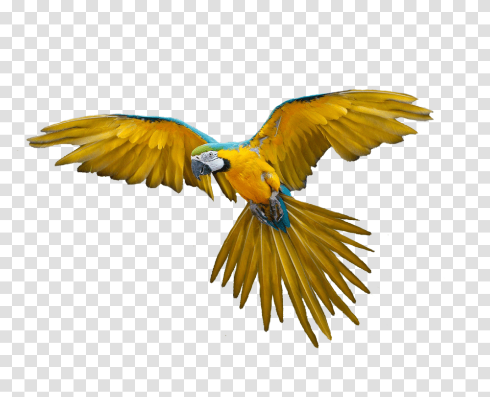 Parrot, Animals, Bird, Macaw Transparent Png