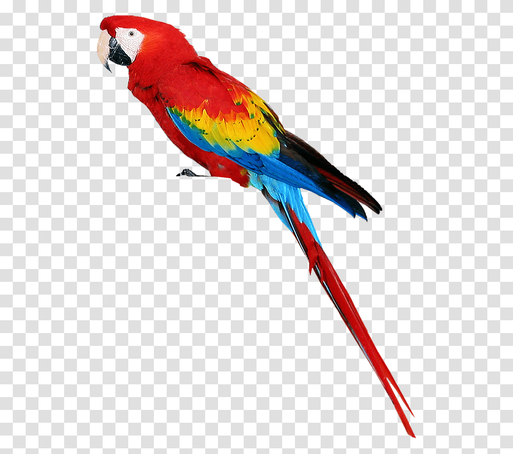 Parrot, Animals, Bird, Macaw Transparent Png