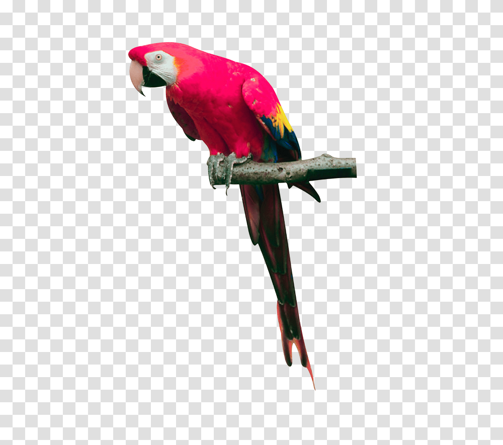 Parrot, Animals, Bird, Macaw Transparent Png