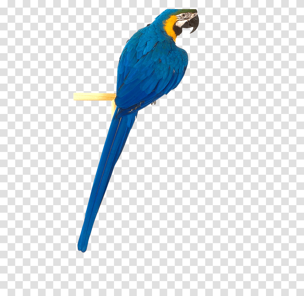 Parrot, Animals, Bird, Macaw Transparent Png