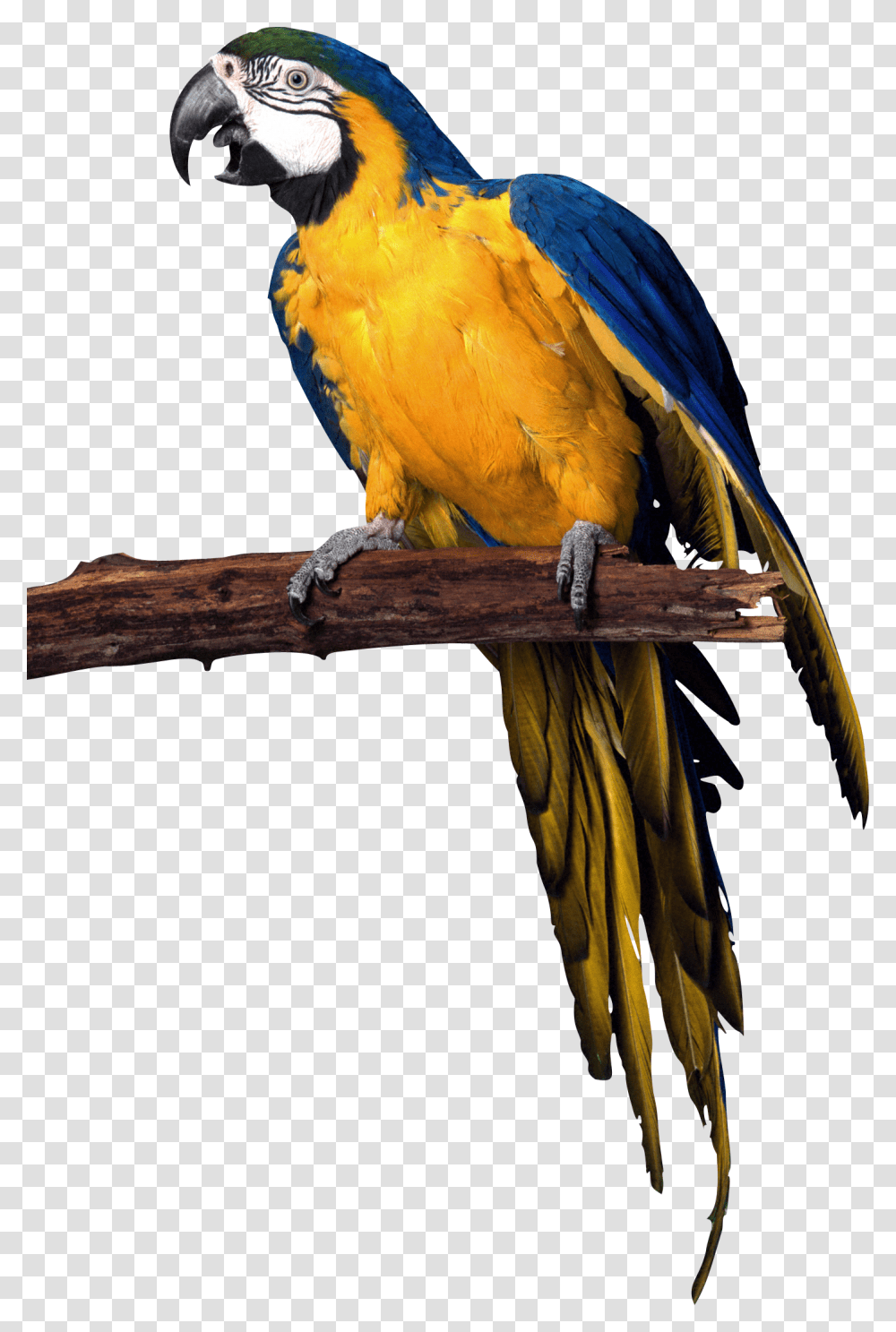 Parrot, Animals, Bird, Macaw Transparent Png