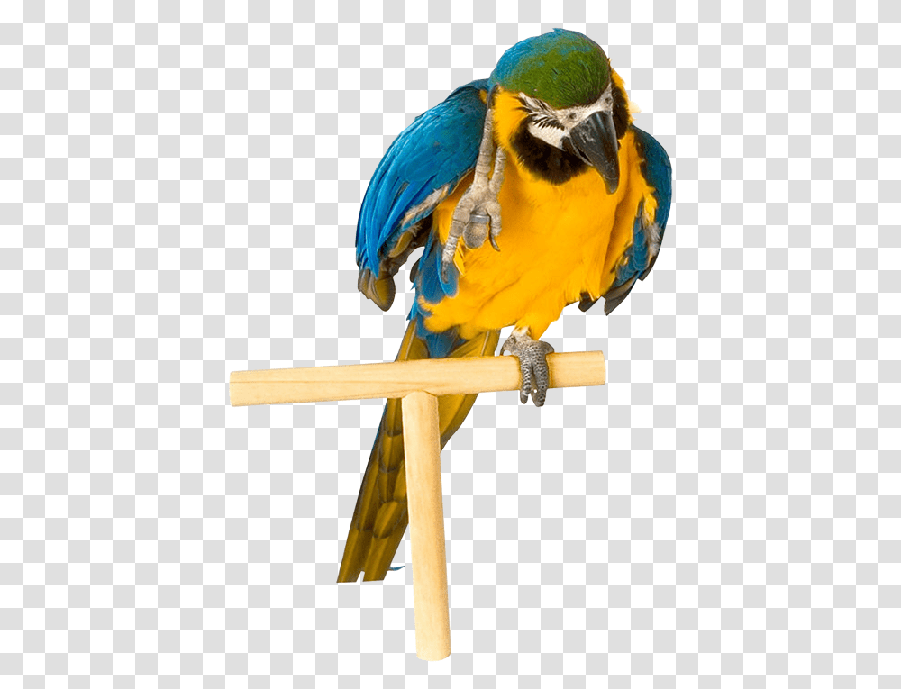 Parrot, Animals, Bird, Macaw Transparent Png