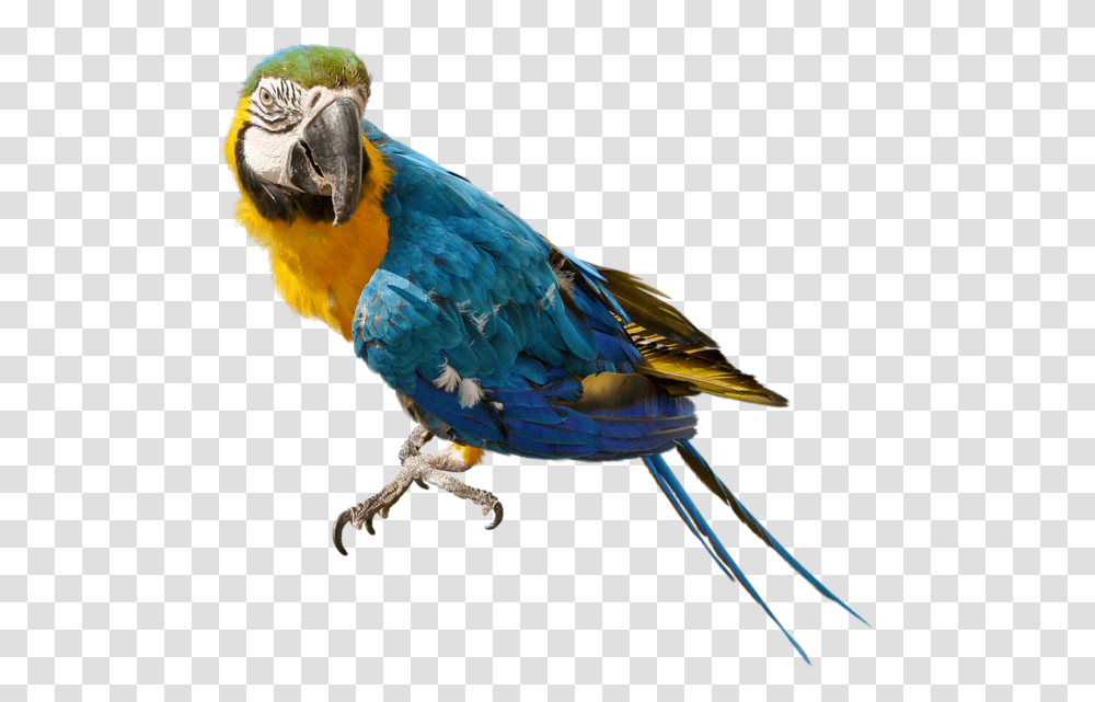 Parrot, Animals, Bird, Macaw Transparent Png