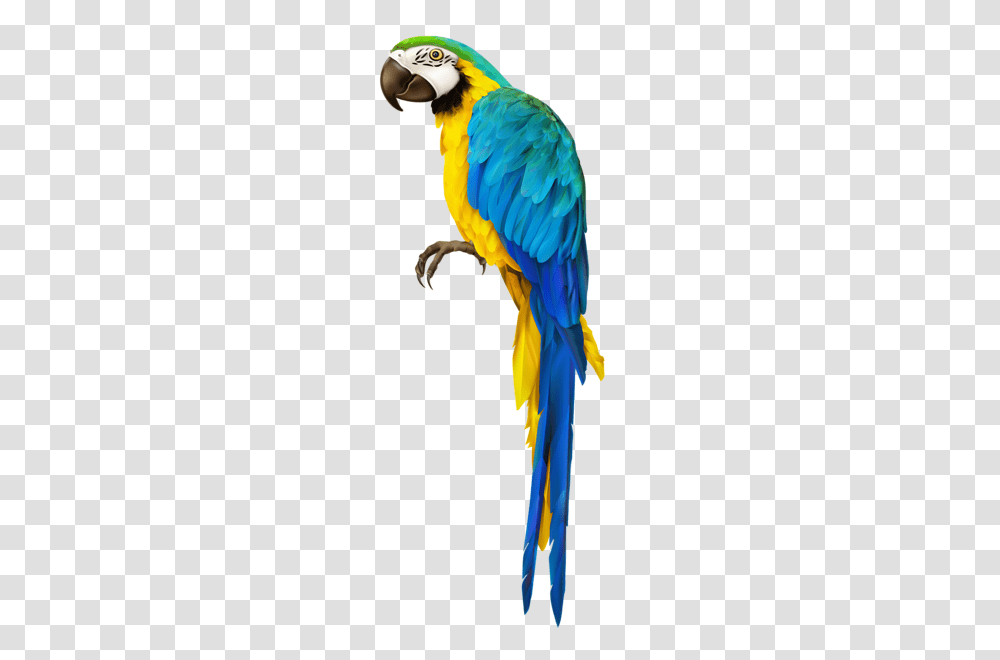 Parrot, Animals, Bird, Macaw Transparent Png