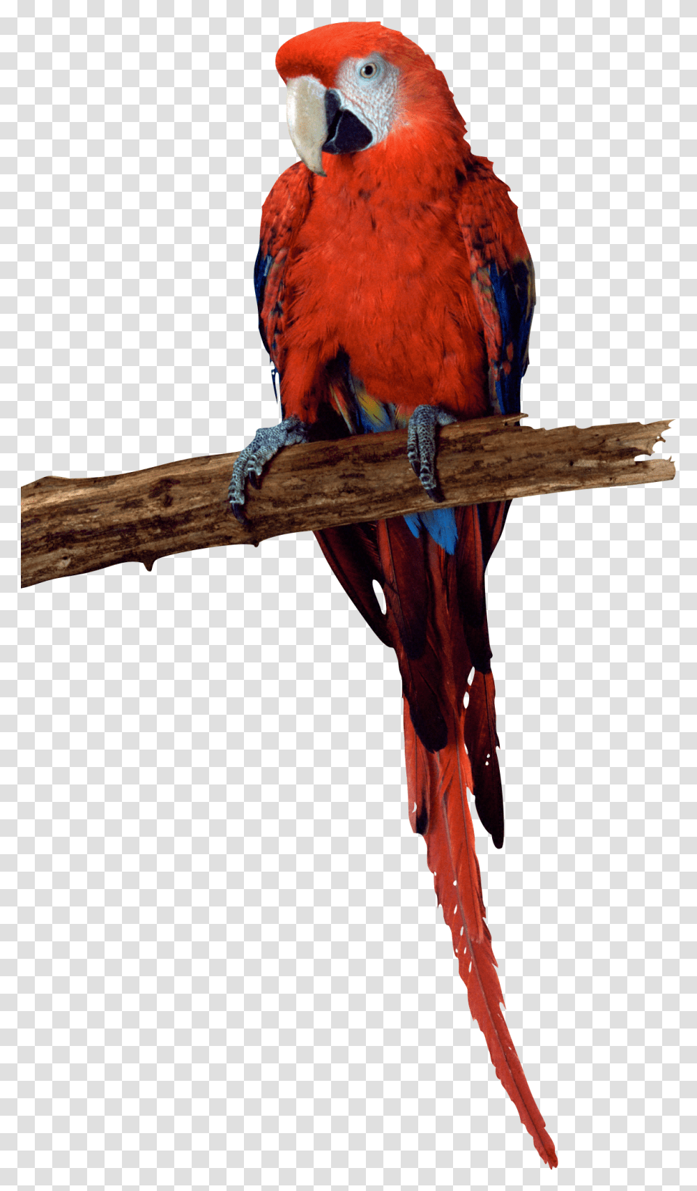 Parrot, Animals, Bird, Macaw Transparent Png