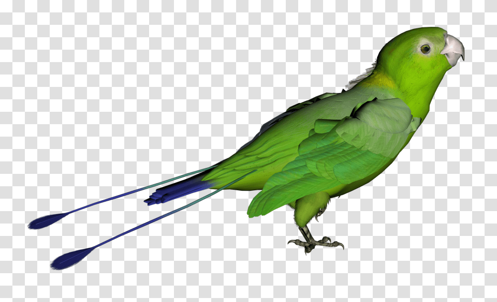 Parrot, Animals, Bird, Parakeet, Airplane Transparent Png