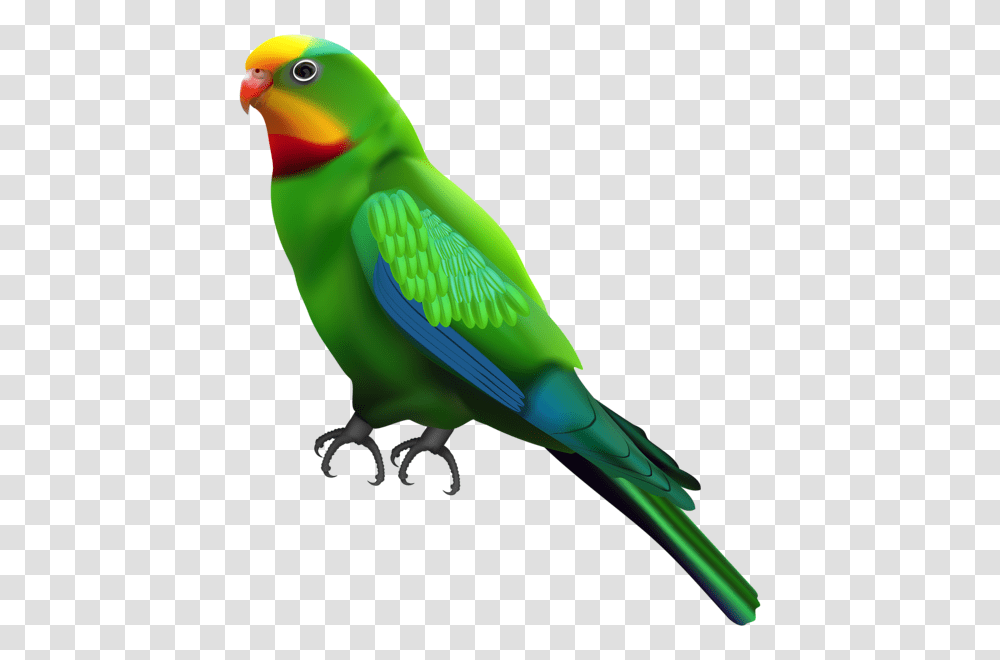 Parrot, Animals, Bird, Parakeet, Beak Transparent Png