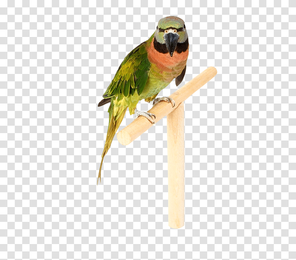 Parrot, Animals, Bird, Parakeet, Bee Eater Transparent Png