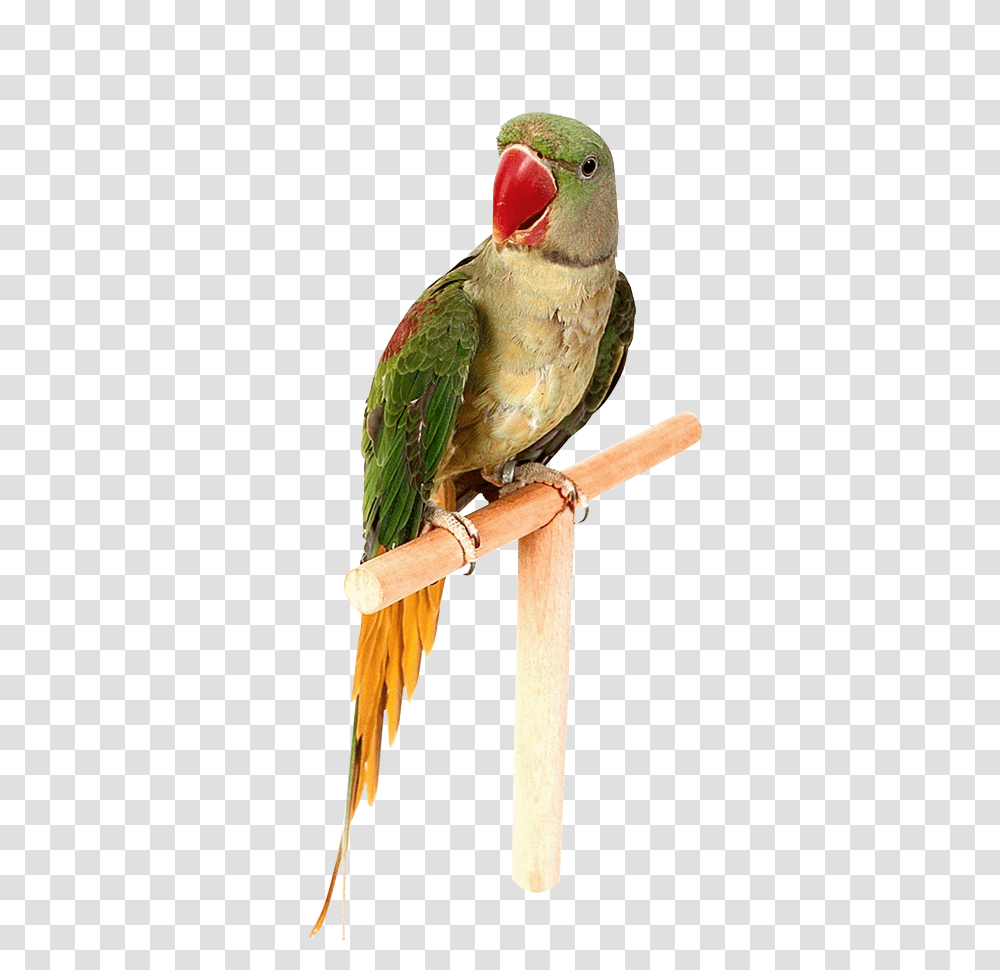 Parrot, Animals, Bird, Parakeet, Bee Eater Transparent Png