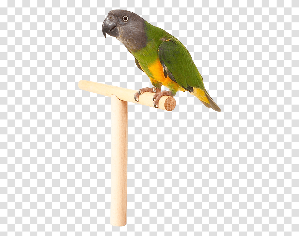 Parrot, Animals, Bird, Parakeet, Bee Eater Transparent Png