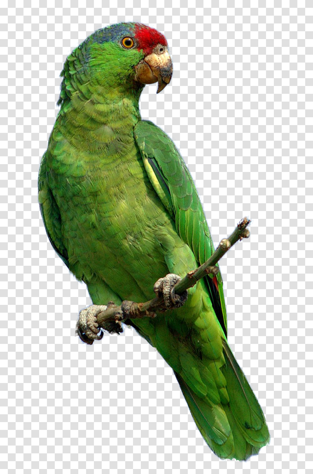 Parrot, Animals, Bird, Parakeet, Macaw Transparent Png