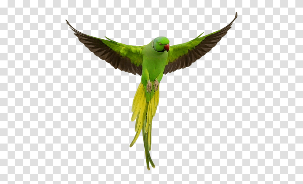 Parrot, Animals, Bird, Parakeet, Macaw Transparent Png
