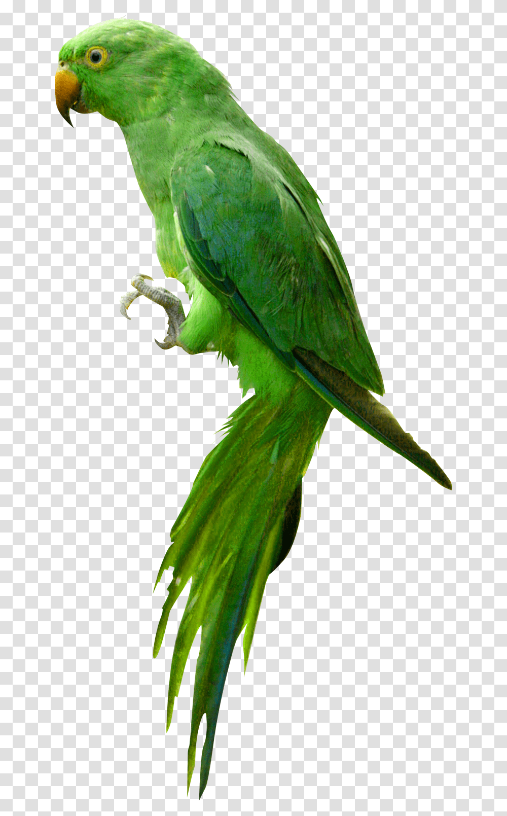 Parrot, Animals, Bird, Parakeet, Macaw Transparent Png