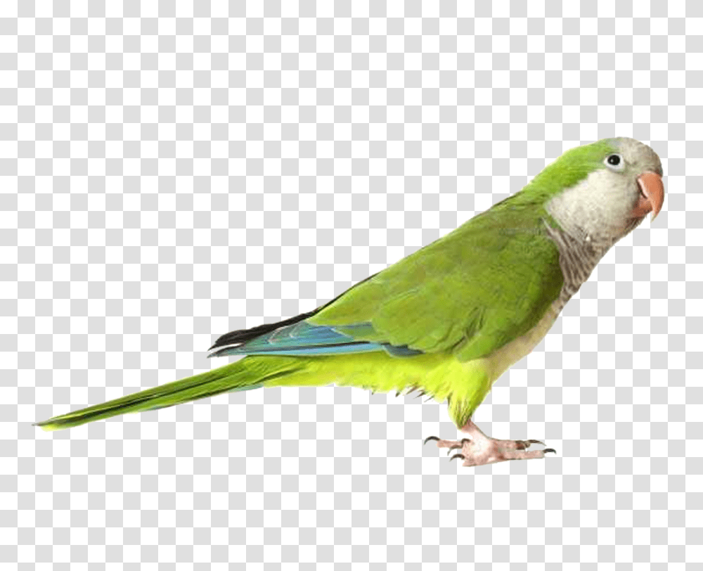 Parrot, Animals, Bird, Parakeet Transparent Png