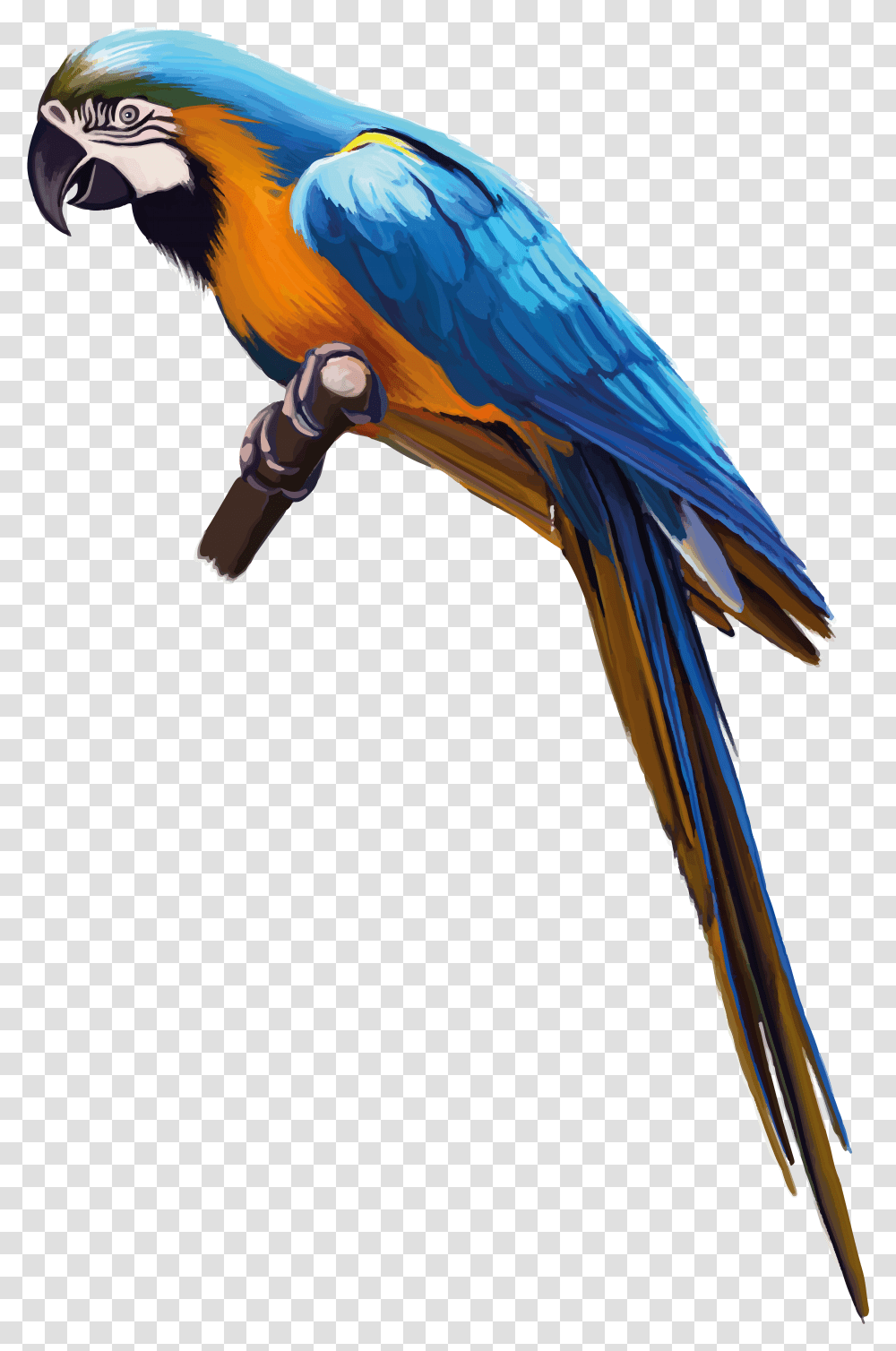 Parrot, Animals, Macaw, Bird, Construction Crane Transparent Png