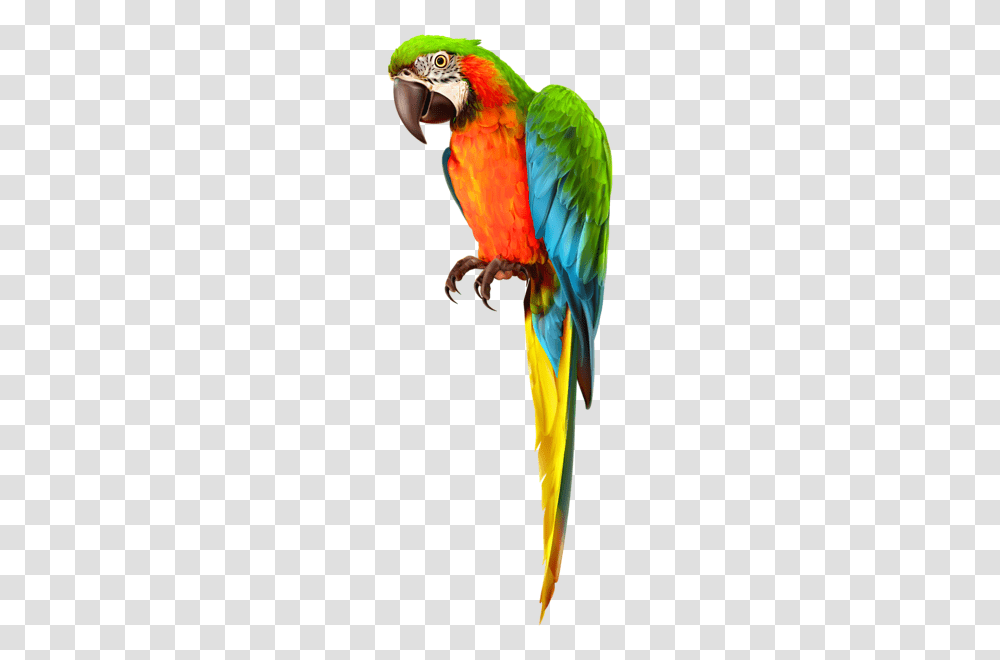 Parrot, Animals, Macaw, Bird, Person Transparent Png