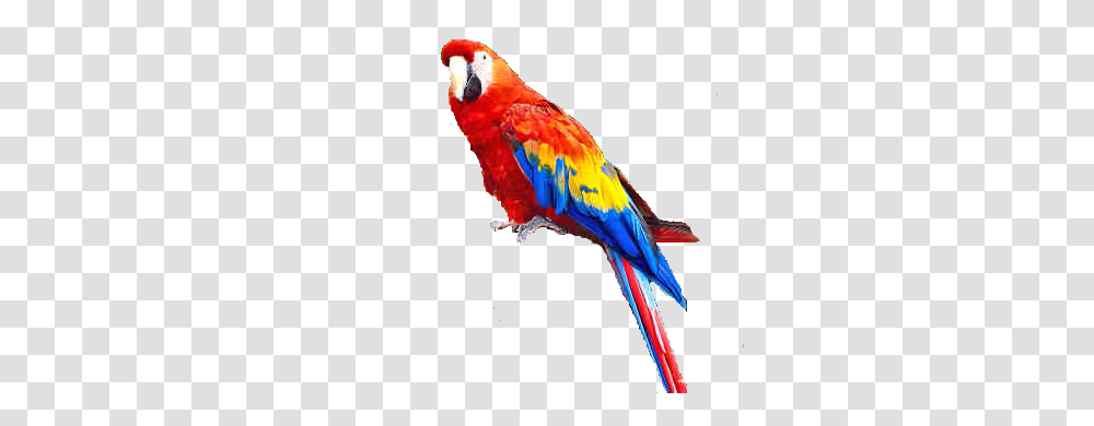 Parrot, Animals, Macaw, Bird Transparent Png