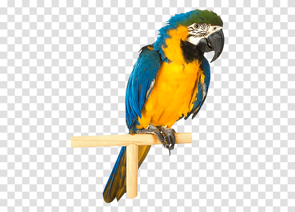 Parrot, Animals, Macaw, Bird Transparent Png