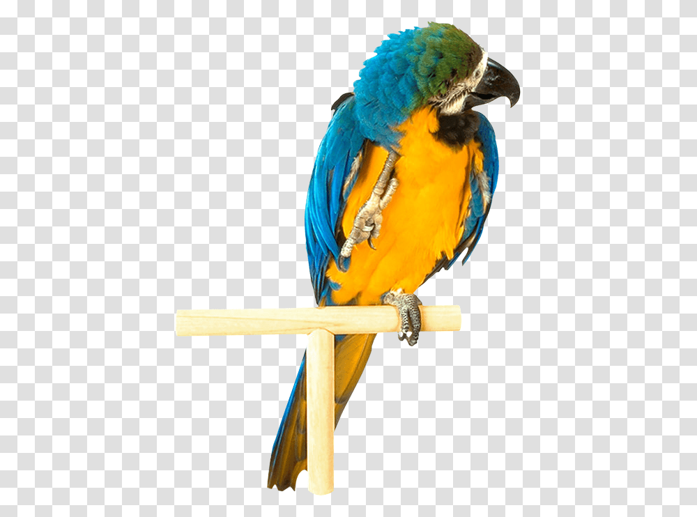 Parrot, Animals, Macaw, Bird Transparent Png