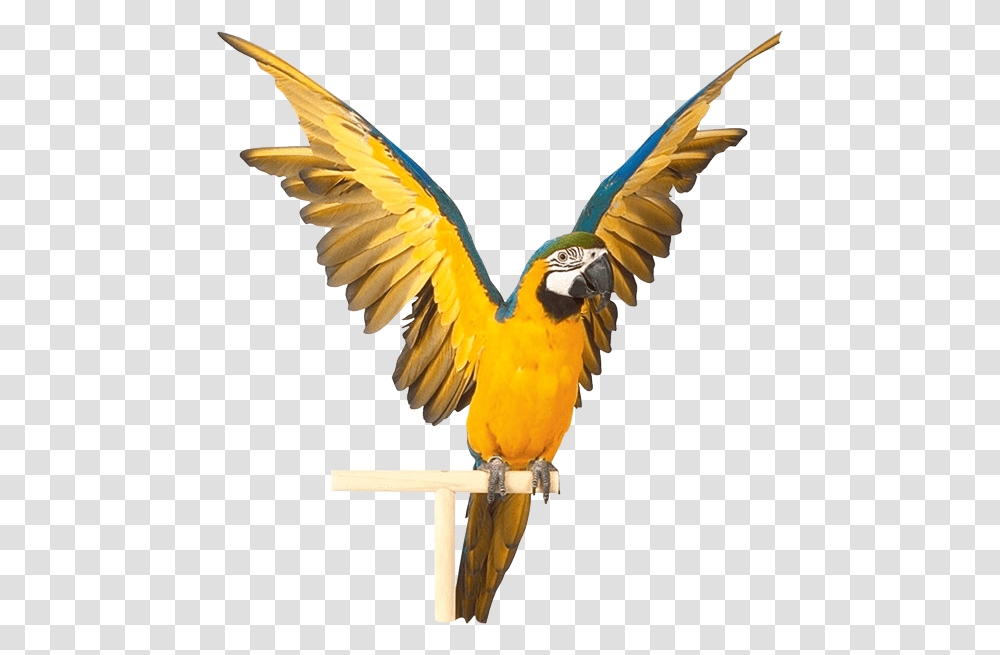 Parrot, Animals, Macaw, Bird Transparent Png