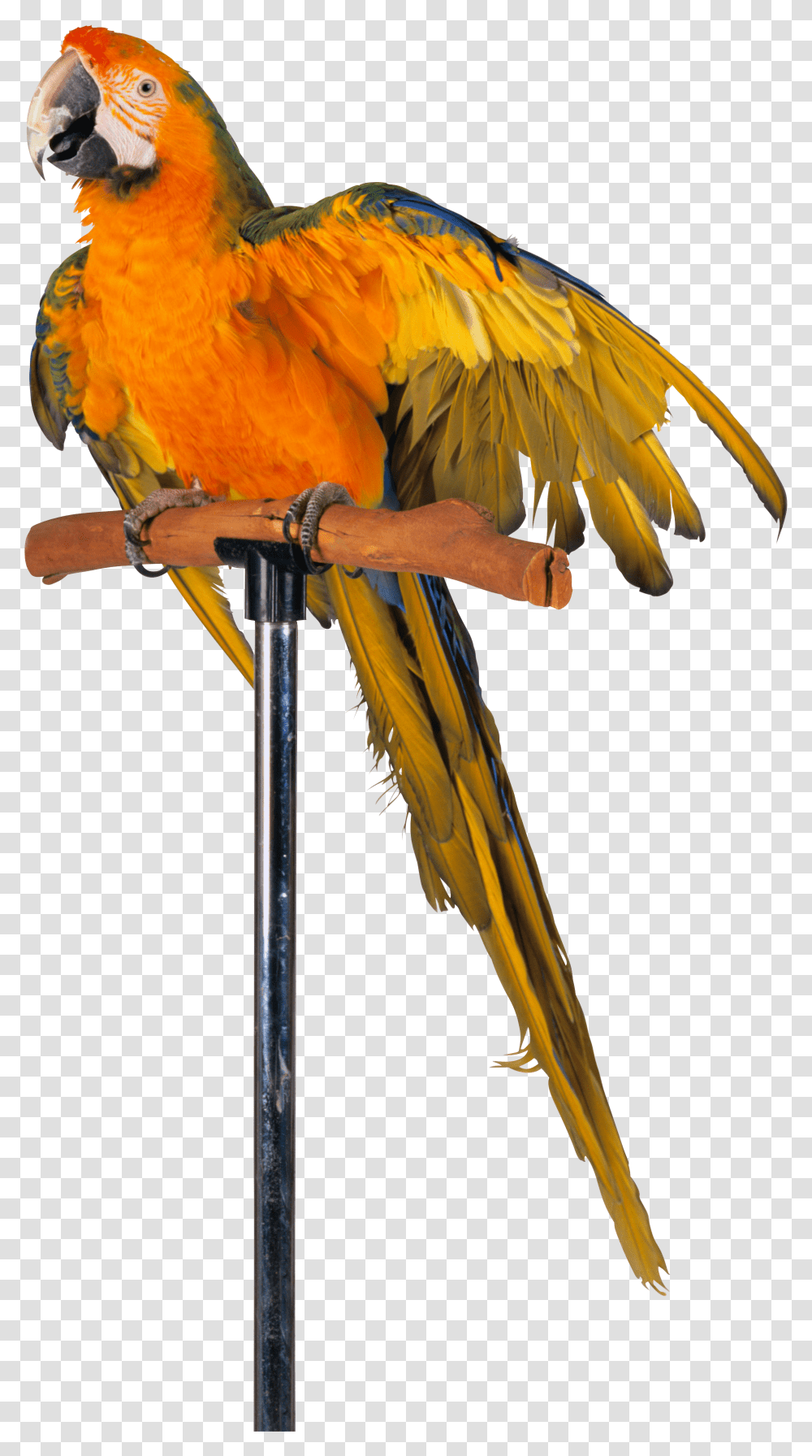 Parrot, Animals, Macaw, Bird Transparent Png