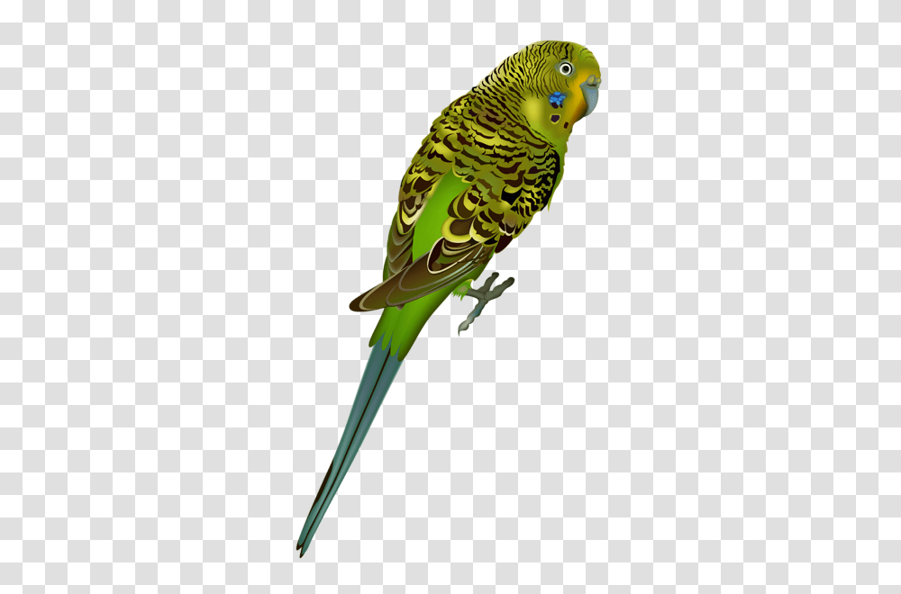Parrot, Animals, Parakeet, Bird Transparent Png