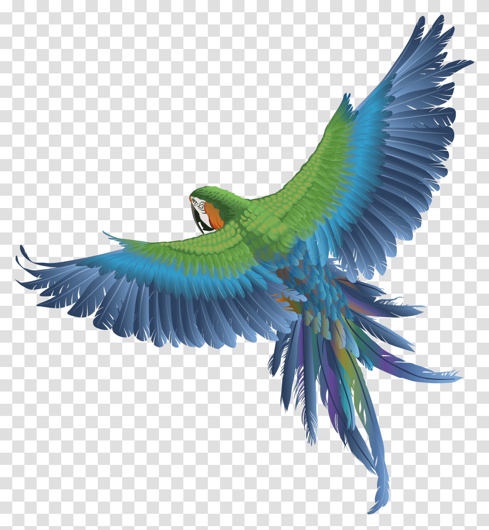 Parrot, Animals Transparent Png