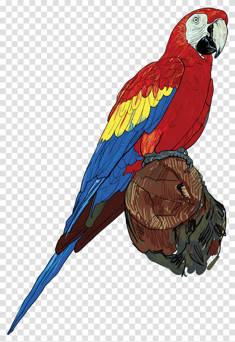 Parrot, Animals Transparent Png