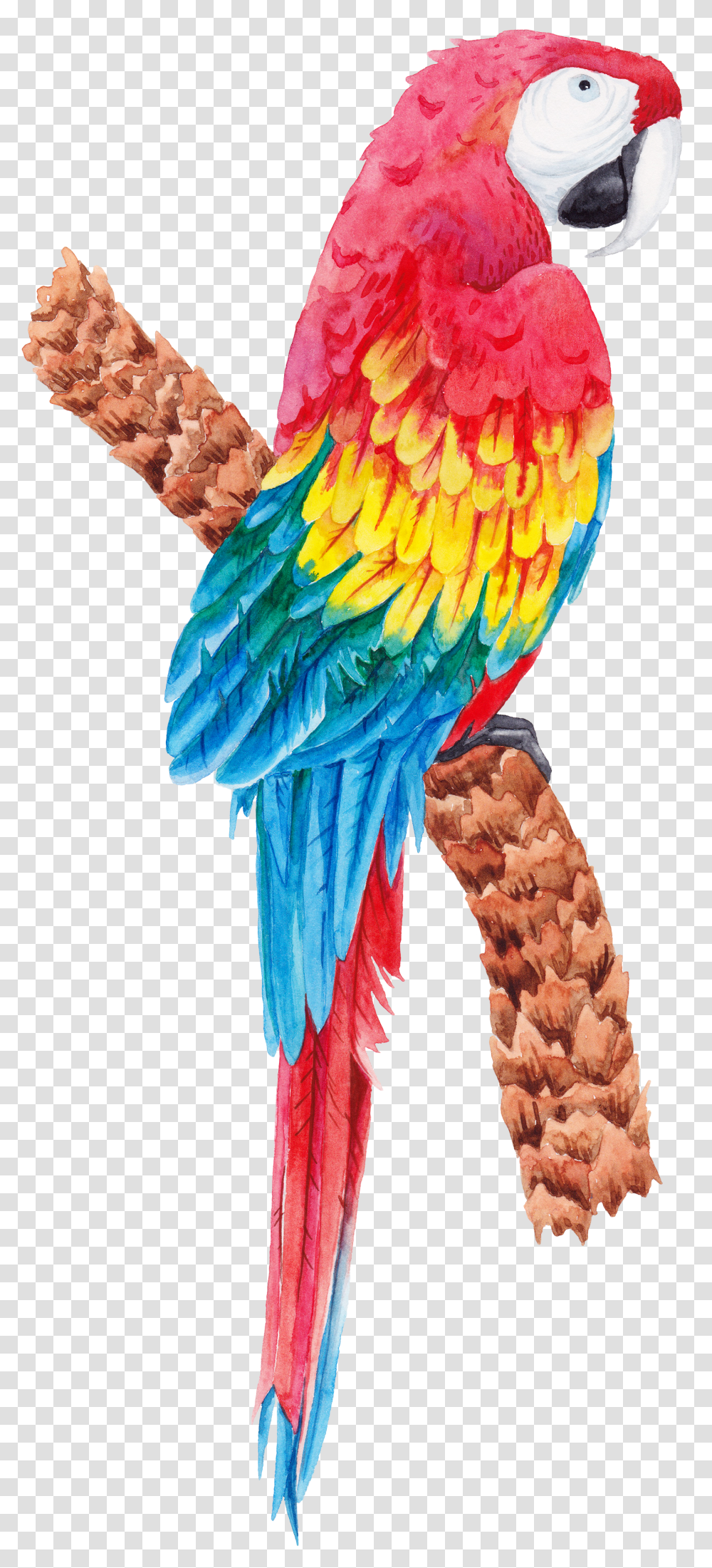 Parrot, Animals Transparent Png