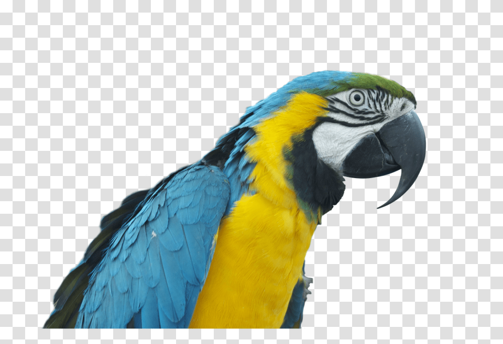 Parrot Ara Bird Colorful Papaan, Animal, Macaw Transparent Png