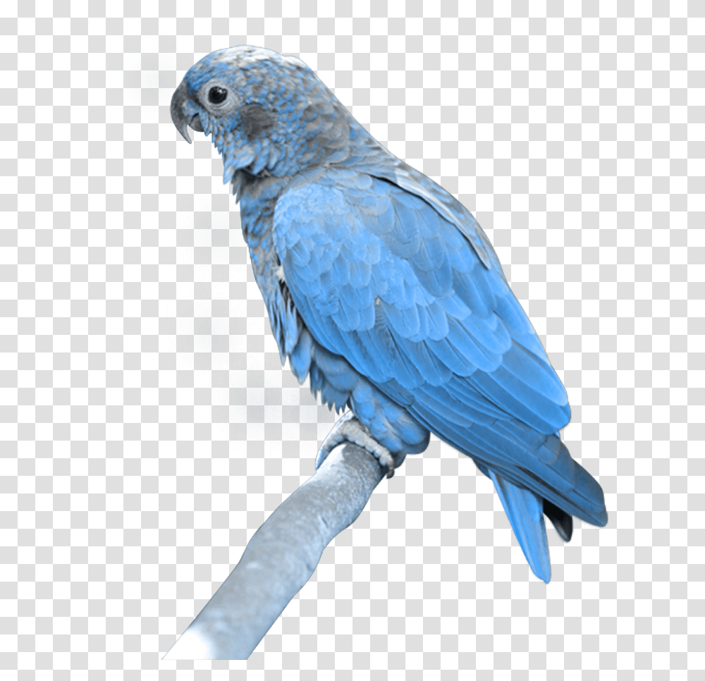 Parrot, Bird, Animal, African Grey Parrot, Cockatoo Transparent Png