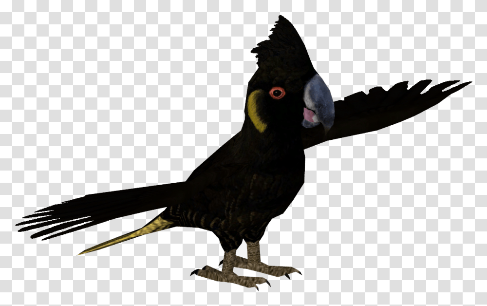 Parrot, Bird, Animal, Beak, Cockatoo Transparent Png