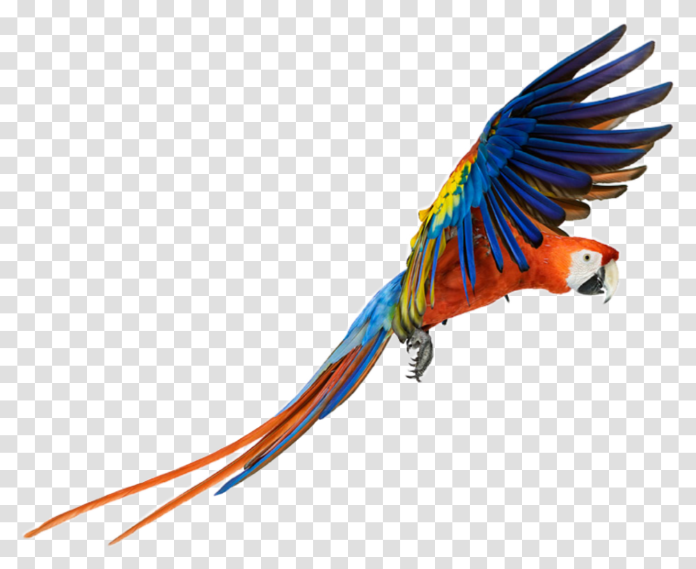 Parrot Bird Animal Color Colors Nature Fly Flying Macaw Transparent Png