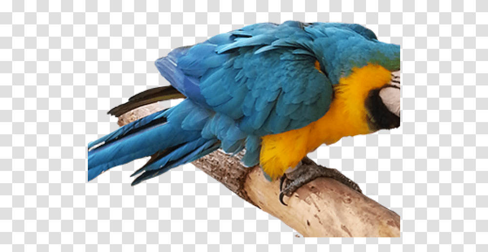 Parrot, Bird, Animal, Macaw, Beak Transparent Png
