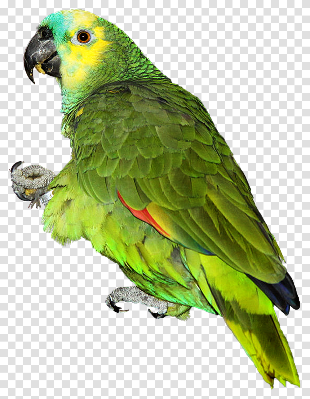 Parrot, Bird, Animal, Macaw, Parakeet Transparent Png