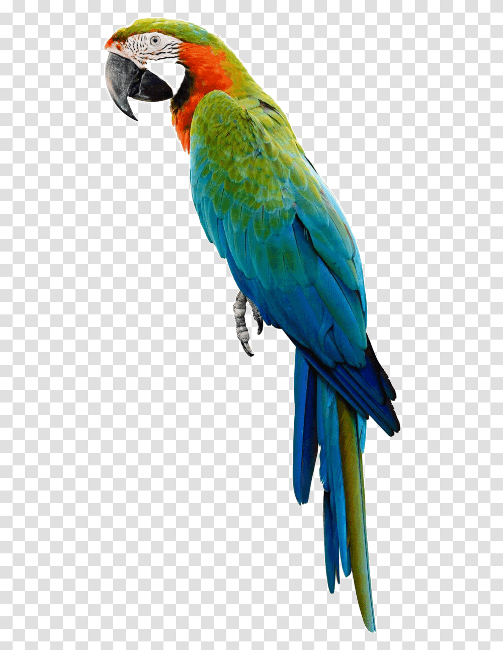 Parrot, Bird, Animal, Macaw Transparent Png