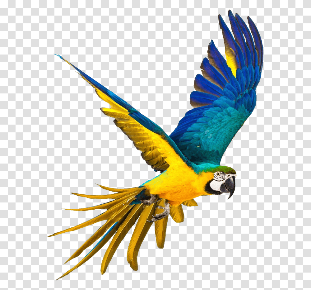 Parrot, Bird, Animal, Macaw Transparent Png