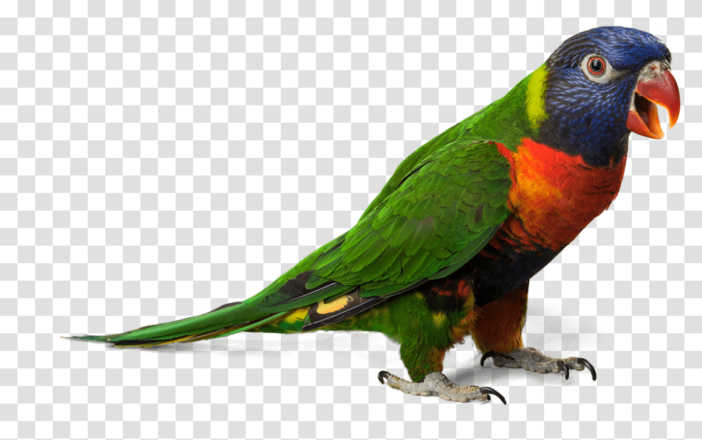 Parrot, Bird, Animal, Parakeet, Macaw Transparent Png