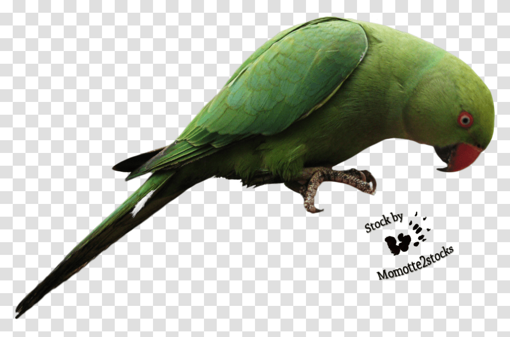Parrot, Bird, Animal, Parakeet Transparent Png
